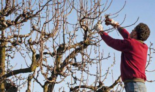 冬季植物剪枝有什么好处 冬季植物剪枝的好处是什么