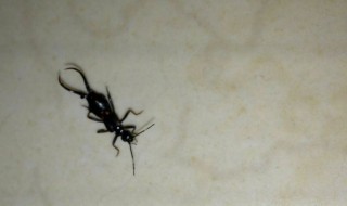 卫生间里的蛐蛐从哪里来的 卫生间里的蛐蛐怎么办