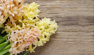 风信子开花后还能留吗 风信子开花后能不能留吗