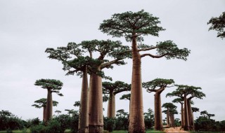 猴面包树的养殖方法 猴面包树的养殖方法是怎样的