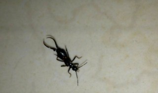 怎么让蝈蝈快速开叫 如何让蝈蝈快速开叫