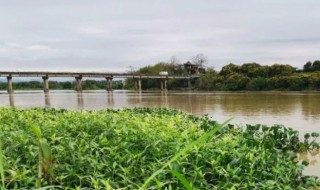 洄水是什么 关于洄水是什么