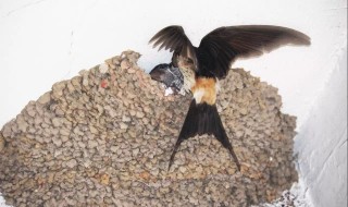 小燕子掉下来如何处理 如何处理小燕子掉下来