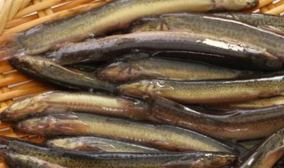 泥鳅怎么抓 泥鳅怎么抓呢