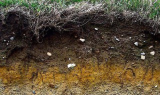 什么是成土母质 成土母质解释