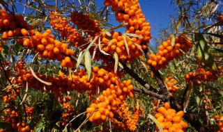 沙棘原浆怎么服用最好 沙棘原浆如何服用最好