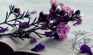 优雅的微信昵称 好听优雅的微信名字