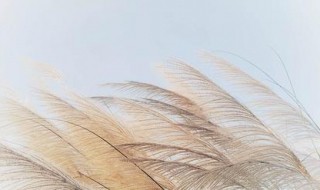 蒹葭采采采采意思 蒹葭采采中采采的意思