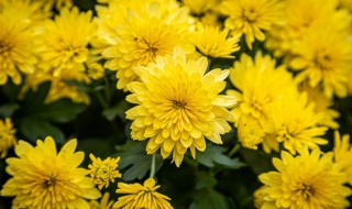 菊花有什么精神与品质 菊花的精神与品质是什么