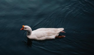 白毛浮绿水红掌拨清波描写的是什么 白毛浮绿水红掌拨清波写的是什么