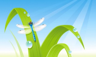 早有蜻蜓立上头的立是什么意思 早有蜻蜓立上头的立的含义