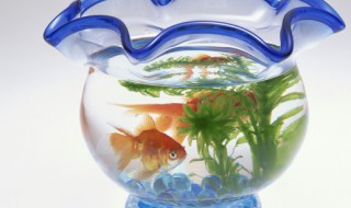 为什么鱼缸里的水总是雾蒙蒙的 为何鱼缸里的水总是雾蒙蒙的