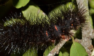 黑色毛毛虫是什么幼虫 黑色毛毛虫简单介绍