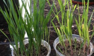 猫草是什么植物大麦还是小麦 猫草是什么植物