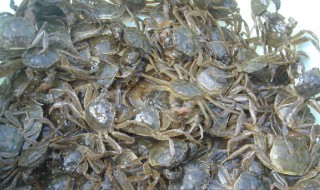 冬季蟹苗的储存方法 冬季蟹苗怎样储存