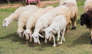 羊尾油是什么部位 羊尾油的介绍