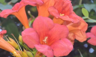 凌霄的寓意是什么意思 关于凌霄的寓意介绍