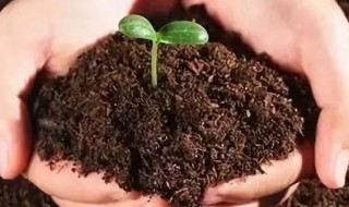 酸性土壤适合种植什么 酸性土壤种植什么好呢