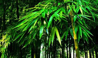 灵竹的寓意 灵竹的寓意是什么