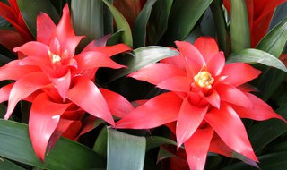 鸿运当头开花后怎么处理 鸿运当头开花后应该怎么处理