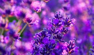 干花发霉了该怎么拯救 怎么拯救发霉干花呢