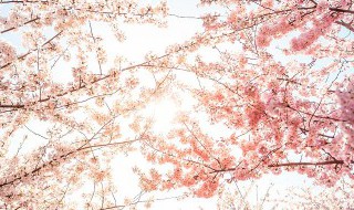 樱花树应该在几月份修剪 樱花树在几月份修剪合适