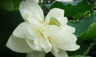 莲池海会是什么意思 莲池海会简单介绍