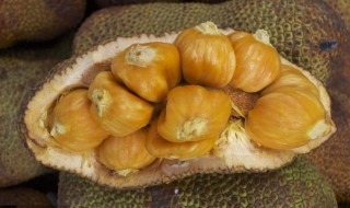 菠萝蜜凉性还是热性 菠萝蜜属于凉性还是热性