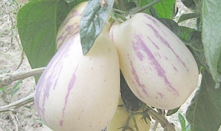 人参果是怎么长出来的 人参果介绍