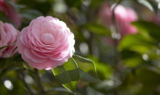 静待花开只等风来是什么意思 静待花开只等风来指什么