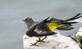 六朝如梦鸟空啼的空是什么意思 六朝如梦鸟空啼释义