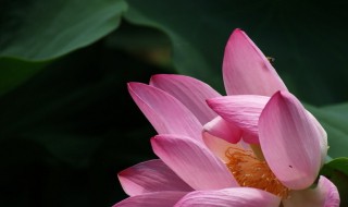 荷花外貌描写 关于荷花外貌描写介绍