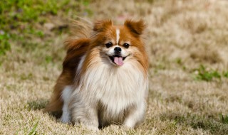 流浪狗也有乡愁歌词 流浪狗也有乡愁歌曲简介