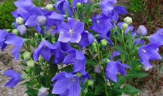 桔梗怎么读 桔梗的药用价值