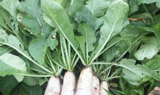 萝卜叶子的储存方法 萝卜叶子的储存方法是什么