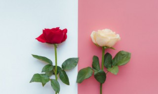 香槟玫瑰为啥不能随便送人 为什么香槟玫瑰不能随便送人