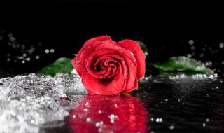 各种玫瑰花的花语 各种玫瑰花的花语及解释
