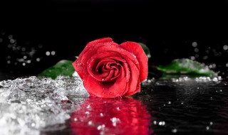 一朵玫瑰花代表什么意思 一朵玫瑰花代表什么