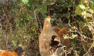 母鸡打鸣只会倾家荡产是什么意思 母鸡打鸣只会倾家荡产指什么