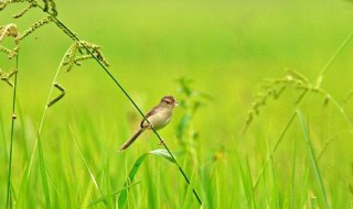 草长莺飞二月天二月天是什么意思 草长莺飞二月天原文介绍