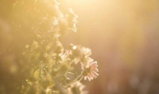 薄凉和凉薄分别是什么意思 薄凉和凉薄简单释义