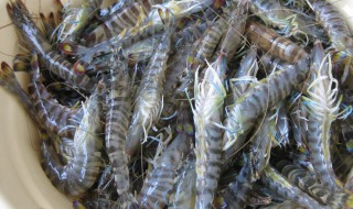 活的基围虾怎么保存到第二天 活的基围虾怎么保存到第二天 的办法