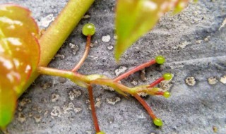 什么是爬山虎的脚 爬山虎的脚指的是什么