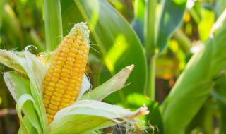 苞米杆的储存方法 苞米杆的储存方法有什么