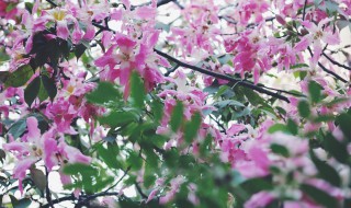 紫荆花和异木棉有什么区别 紫荆花和异木棉有哪些不同