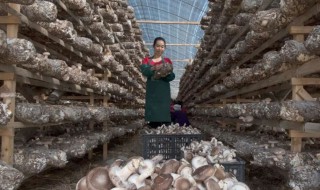 食用菌储存方法 食用菌怎么储存