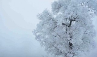 冬雪雪冬小大寒是什么意思 冬雪雪冬小大寒的意思