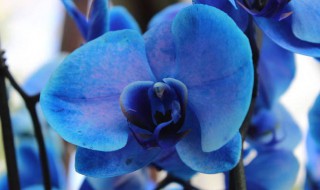 蓝色花的兰花是什么品种 蓝色花的兰花简单介绍