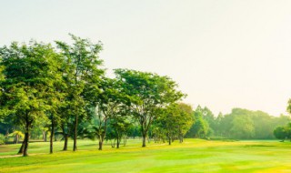 树林什么四字词语 树林能组什么四字词语