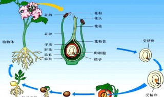 被子植物的一生是什么 被子植物的一生介绍